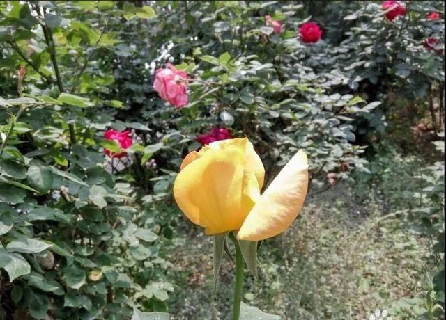 如何给花拍照(怎么样给花拍照)图32