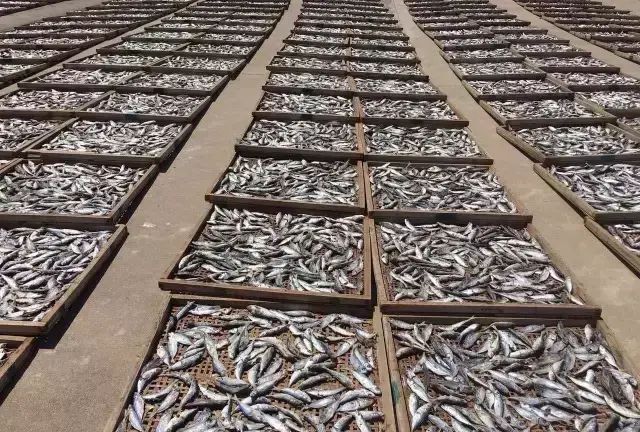 自家晒的最好吃——巴浪鱼干，鲜香可口、鱼脯味浓浓