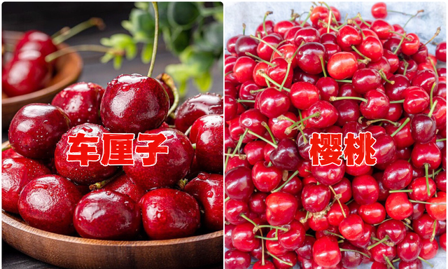 车厘子和樱桃是长在哪里的