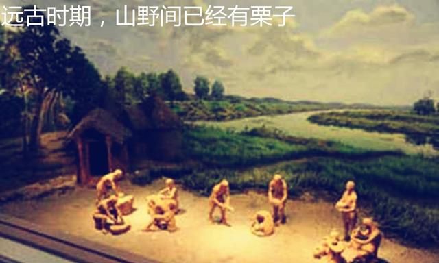 栗子来自哪里？是国产吗？一口气了解栗子的前世今生