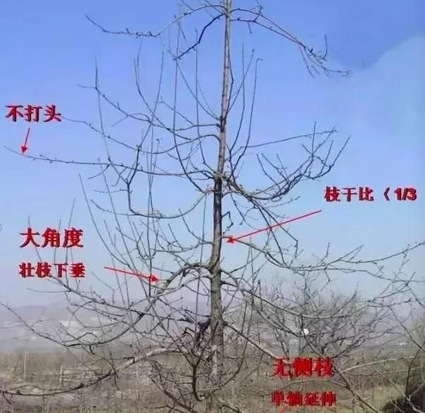 苹果树自由纺锤形整形修剪技术(纺锤形苹果树冬季修剪大全)