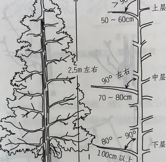 苹果树细长纺锤形整形修剪技术