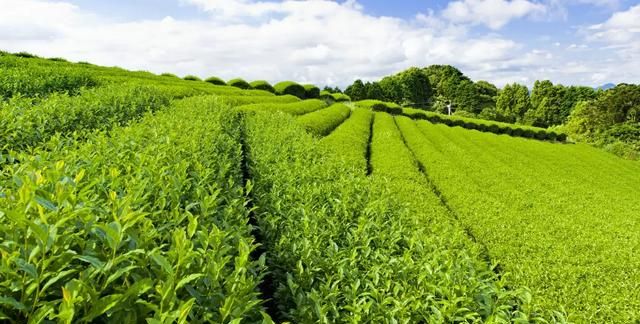 茶叶能吃不,茶叶水能吃药吗