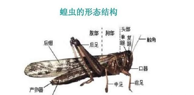 蜘蛛是一种昆虫吗,蜘蛛属不属于昆虫