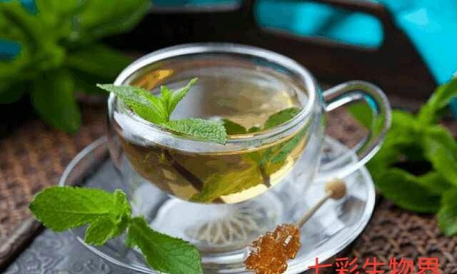 菊花可以和薄荷一起喝吗图2