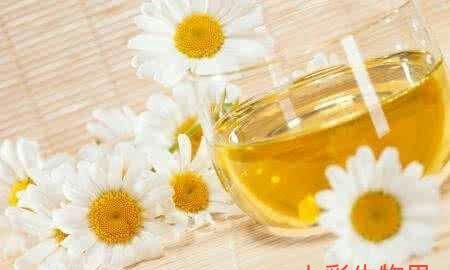 菊花可以和薄荷一起喝吗图4