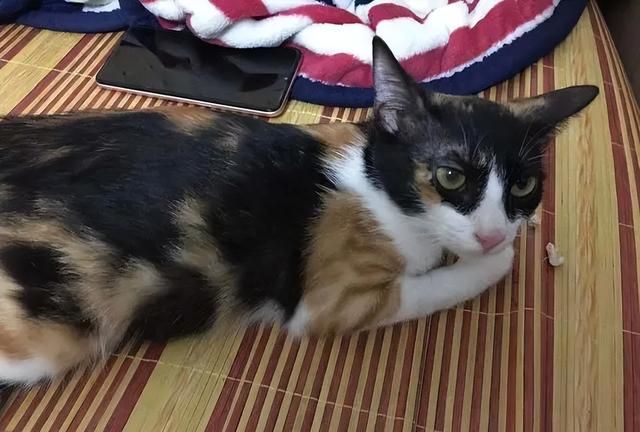 为什么三花猫基本上都是母的呢图片