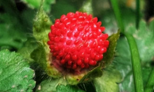 农村随处可见的“蛇莓”，到底能不能吃？“蛇莓”真的有毒吗？