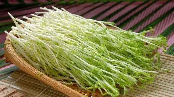 这些蔬菜发了芽后不仅能吃，营养价值甚至翻倍？