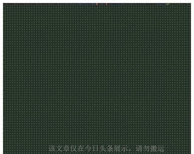 今年流行什么，今年流行的7种“观赏花”，家里养一盆，大气又吉利
