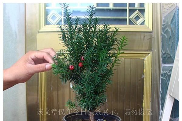 今年流行的7种“观赏花”，家里养一盆，大气又吉利